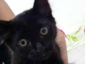 Gato raça  idade 2 a 6 meses nome lua