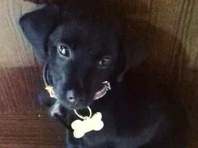 Cachorro ra a Indefinida idade 2 a 6 meses nome Nashira