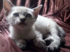 Gato raça  idade 2 a 6 meses nome Thor e Bela