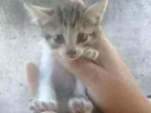 Gato raça Siberiano idade Abaixo de 2 meses nome Linda