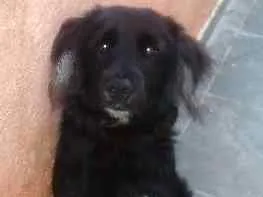 Cachorro raça coquer idade 7 a 11 meses nome robi