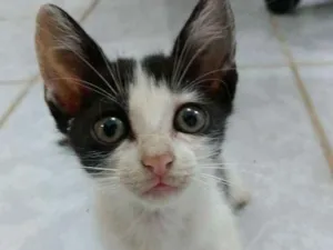 Gato raça SRD idade 2 a 6 meses nome Madalena