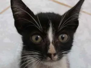Gato raça SRD idade 2 a 6 meses nome Oreo