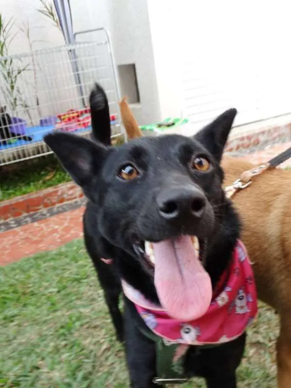Cachorro ra a SRD idade 1 ano nome Preta