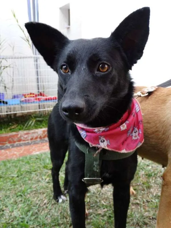 Cachorro ra a SRD idade 1 ano nome Preta
