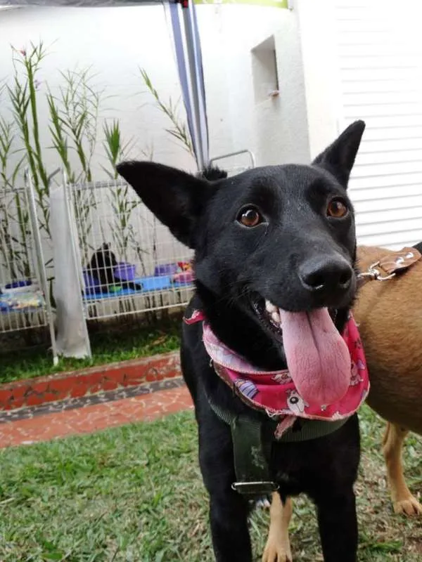 Cachorro ra a SRD idade 1 ano nome Preta
