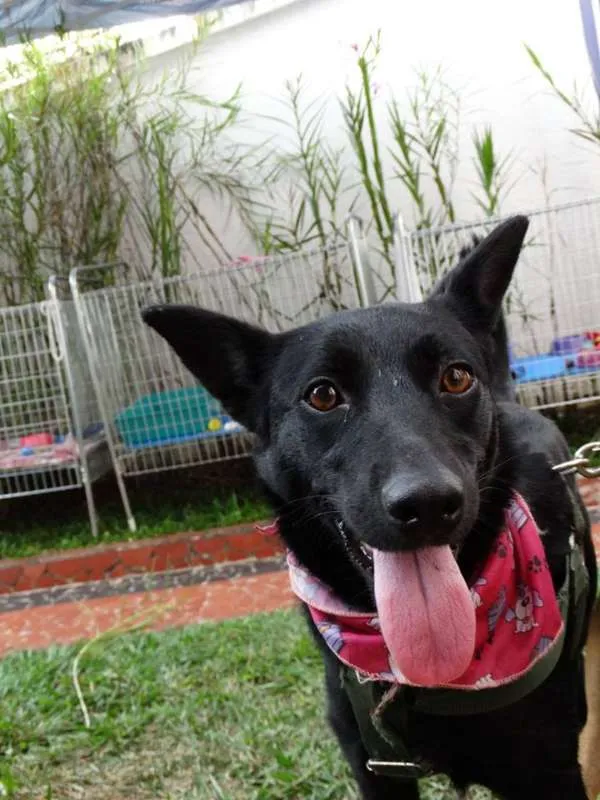 Cachorro ra a SRD idade 1 ano nome Preta