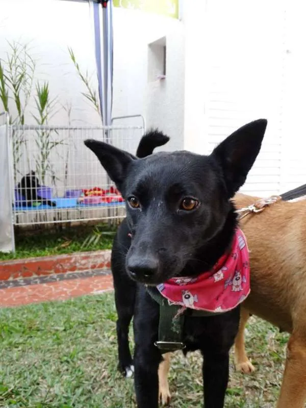 Cachorro ra a SRD idade 1 ano nome Preta