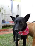 Preta