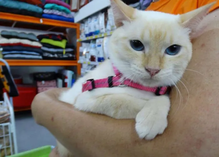 Gato ra a SRd idade 1 ano nome Panqueca