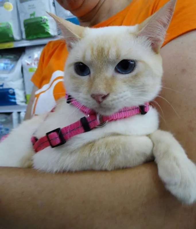 Gato ra a SRd idade 1 ano nome Panqueca