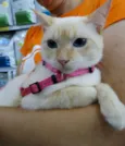 Panqueca