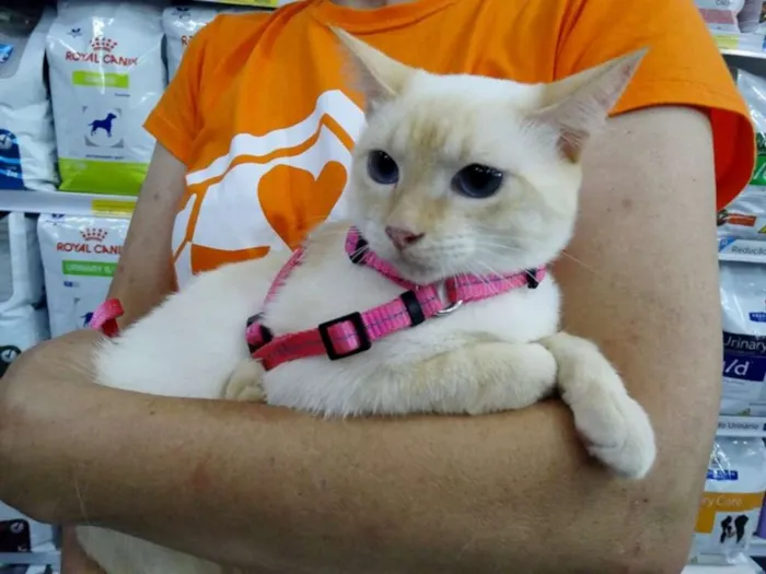 Gato ra a SRd idade 1 ano nome Panqueca