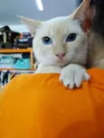 Panqueca