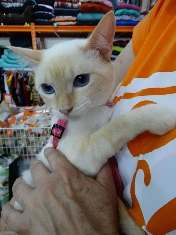 Gato ra a SRd idade 1 ano nome Panqueca