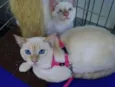 Panqueca