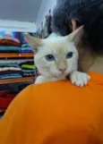 Panqueca
