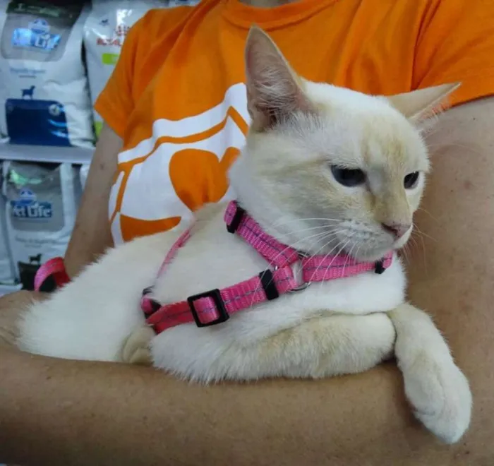 Gato ra a SRd idade 1 ano nome Panqueca