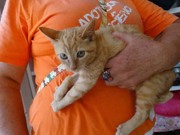 Gato ra a srd idade 2 a 6 meses nome Kim