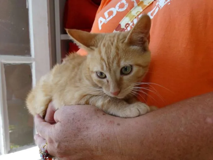 Gato ra a srd idade 2 a 6 meses nome Kim