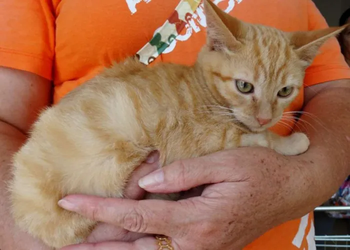 Gato ra a srd idade 2 a 6 meses nome Kim