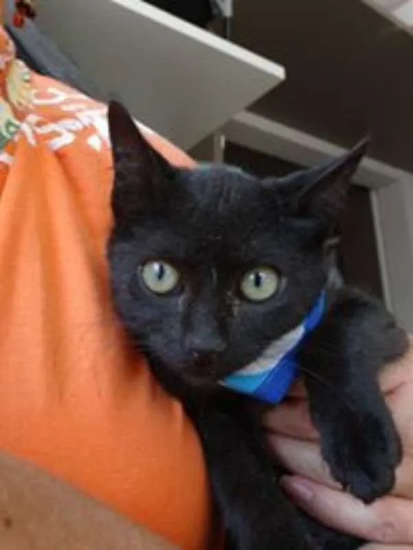 Gato ra a srd idade 2 a 6 meses nome Todynho