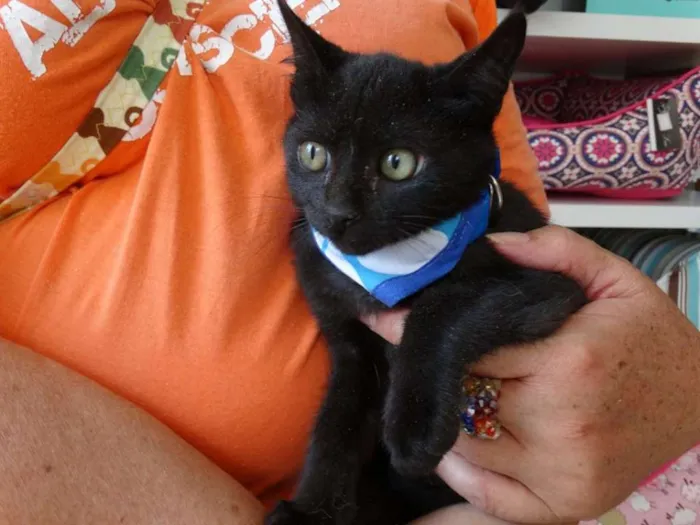 Gato ra a srd idade 2 a 6 meses nome Todynho