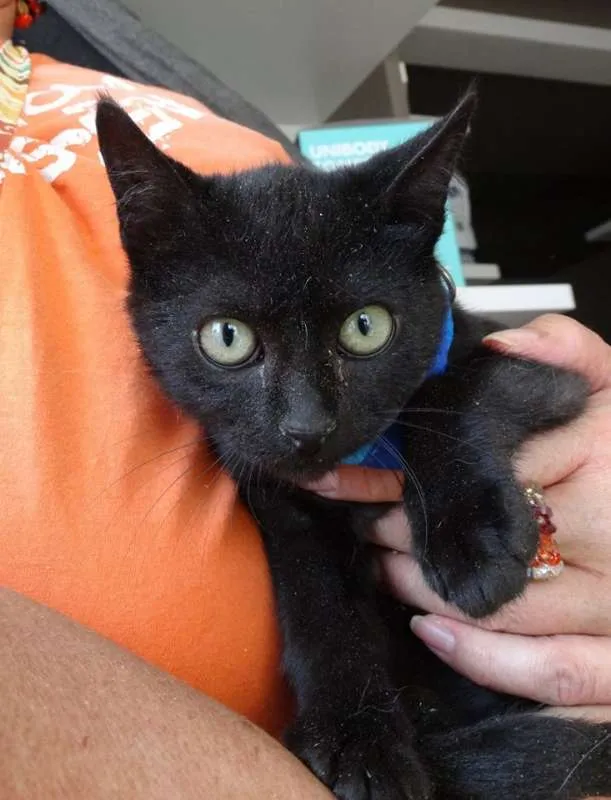 Gato ra a srd idade 2 a 6 meses nome Todynho