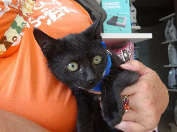 Gato ra a srd idade 2 a 6 meses nome Todynho