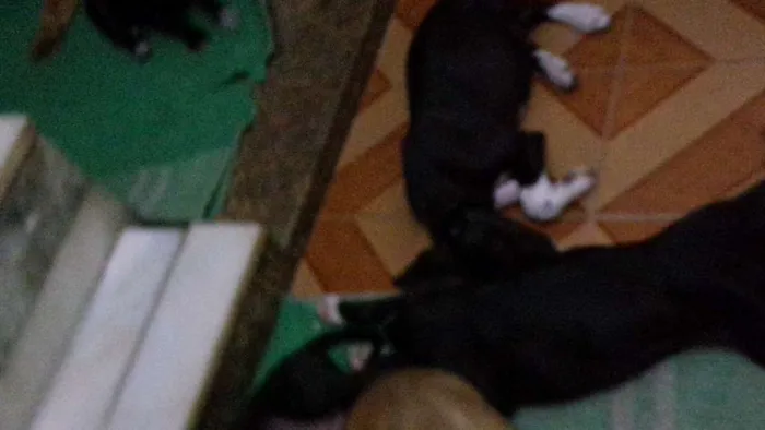 Cachorro ra a indefinida idade 2 a 6 meses nome a escolher