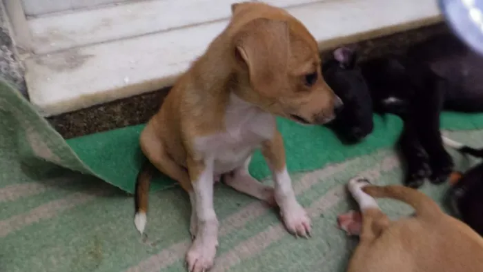 Cachorro ra a indefinida idade 2 a 6 meses nome a escolher
