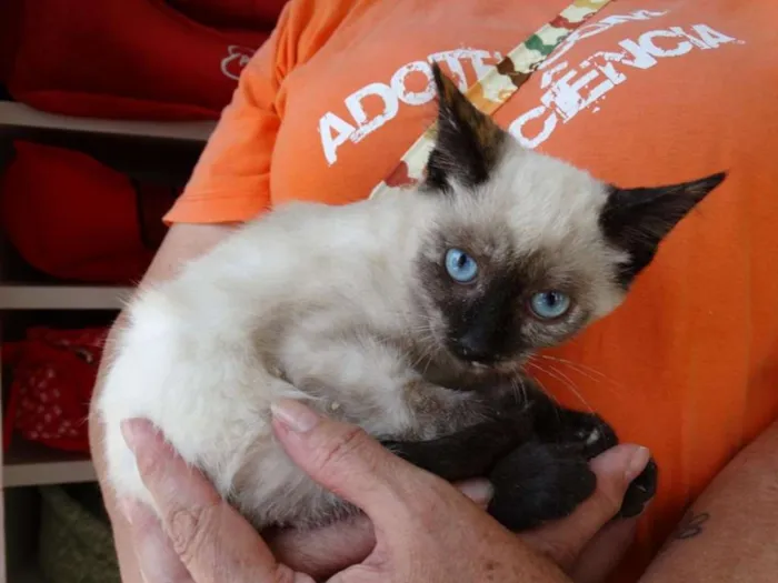 Gato ra a srd idade 2 a 6 meses nome Tina