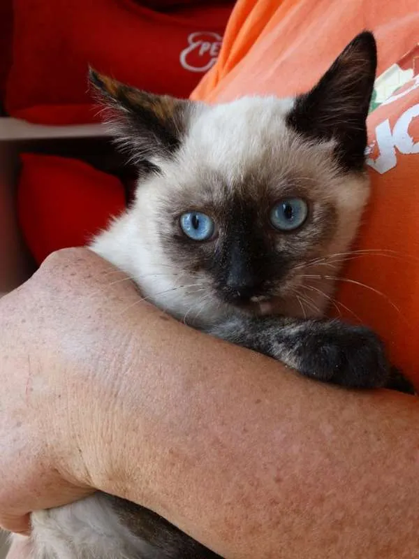 Gato ra a srd idade 2 a 6 meses nome Tina