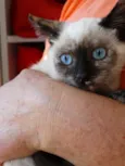 Tina