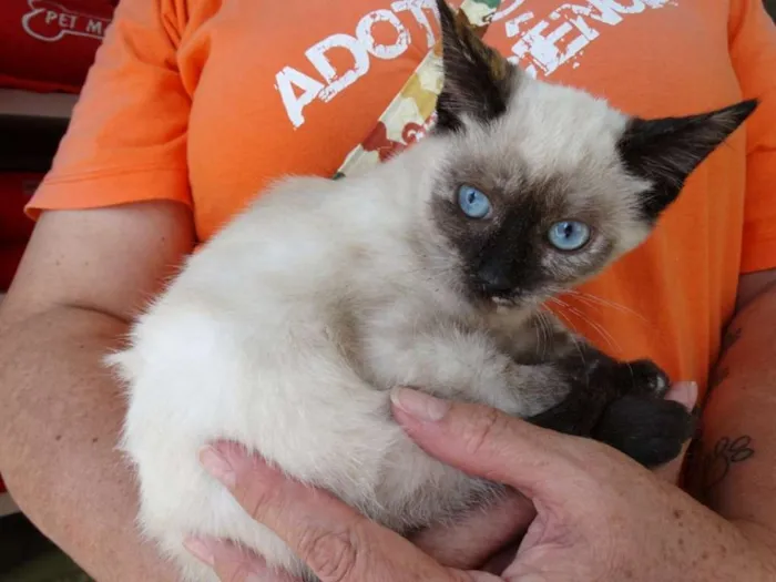 Gato ra a srd idade 2 a 6 meses nome Tina