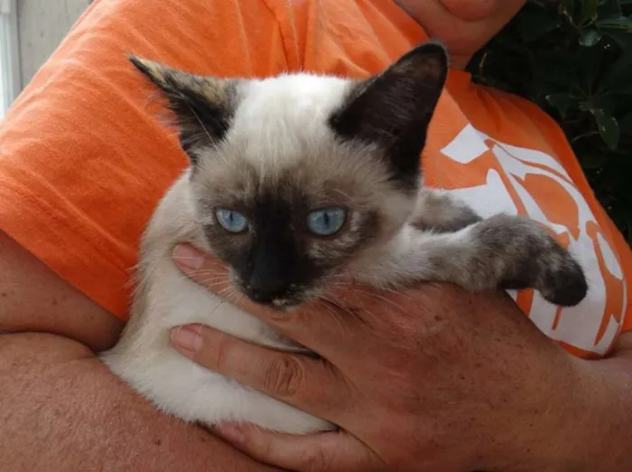 Gato ra a srd idade 2 a 6 meses nome Tina