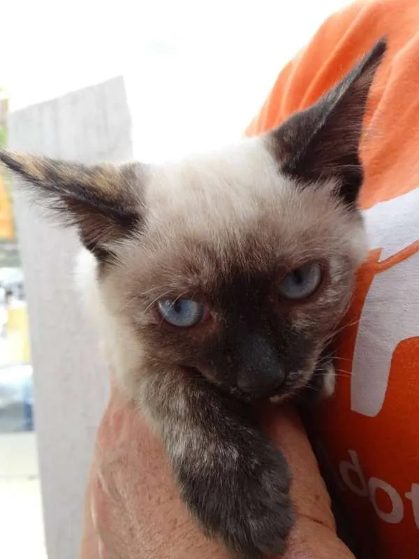 Gato ra a srd idade 2 a 6 meses nome Tina