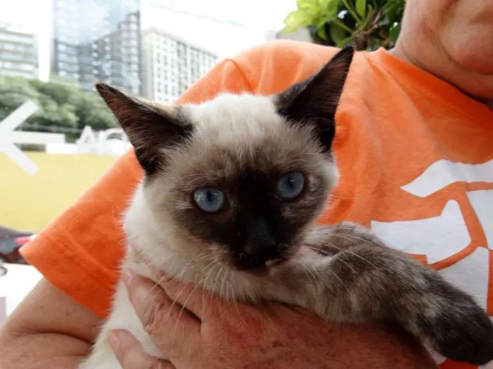 Gato ra a srd idade 2 a 6 meses nome Tina