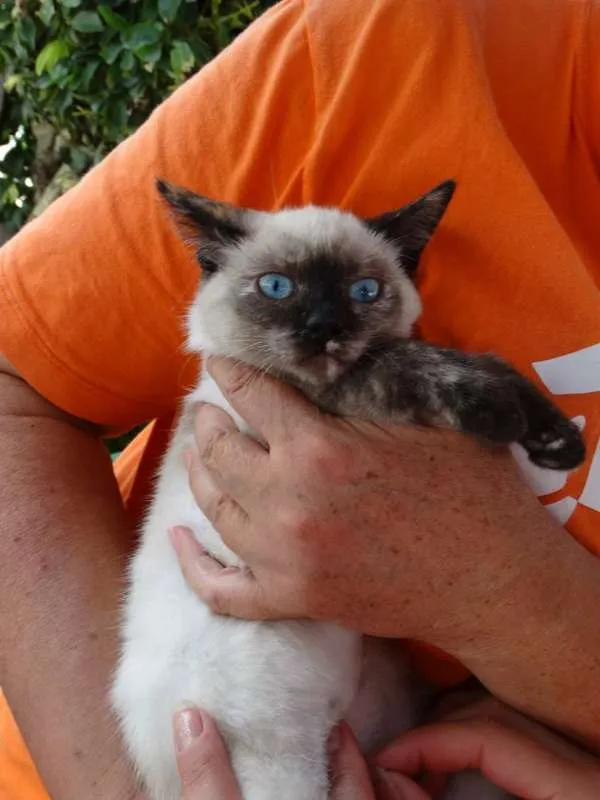 Gato ra a srd idade 2 a 6 meses nome Tina
