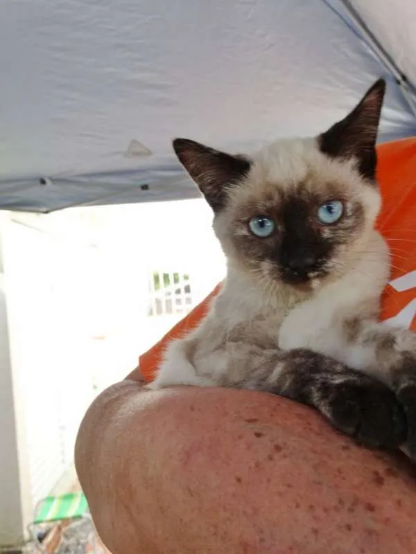 Gato ra a srd idade 2 a 6 meses nome Tina