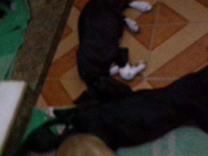 Cachorro ra a indefinida idade 2 a 6 meses nome a escolher