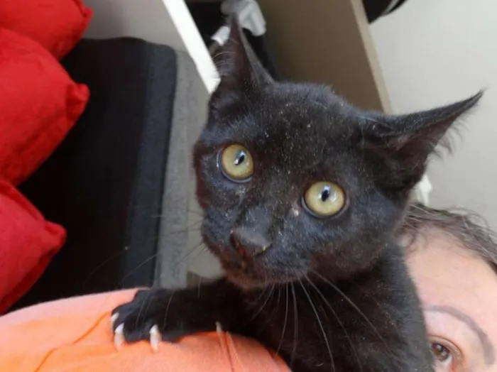 Gato ra a SRD idade 2 a 6 meses nome Lia
