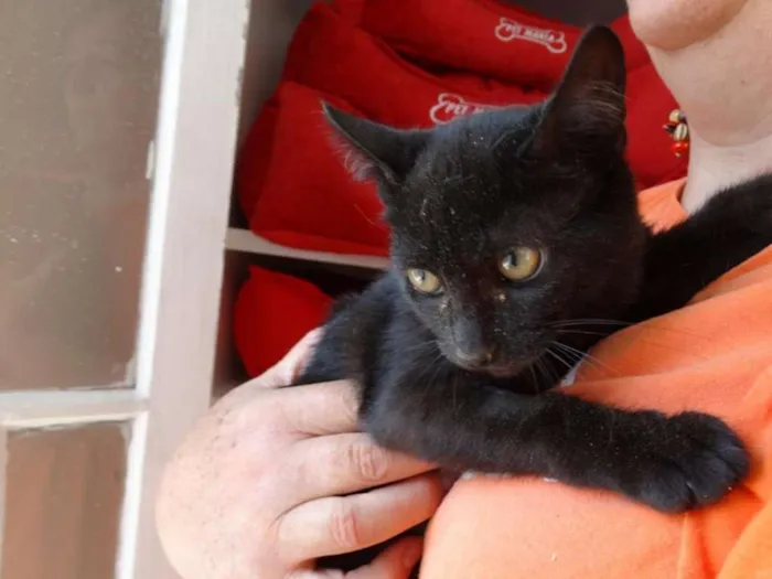Gato ra a SRD idade 2 a 6 meses nome Lia