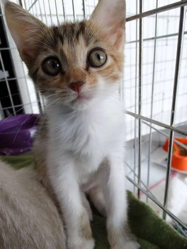 Gato ra a Srd idade 2 a 6 meses nome Penélope