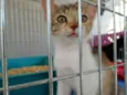 Penélope