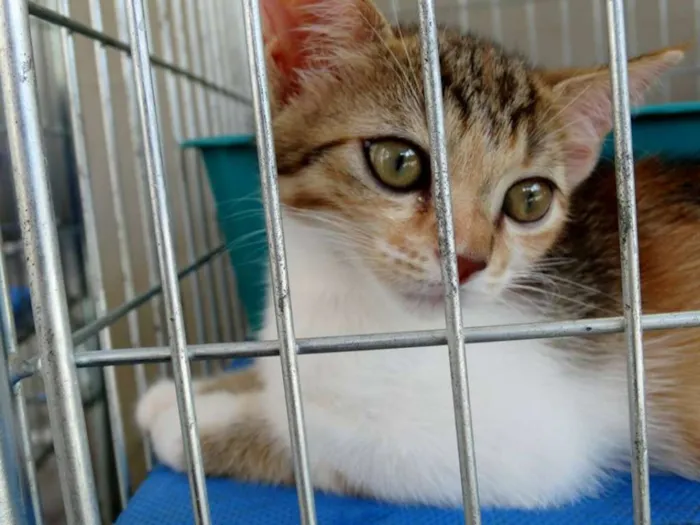 Gato ra a Srd idade 2 a 6 meses nome Penélope