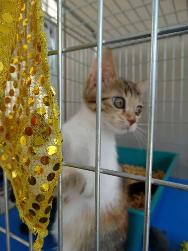 Gato ra a Srd idade 2 a 6 meses nome Penélope