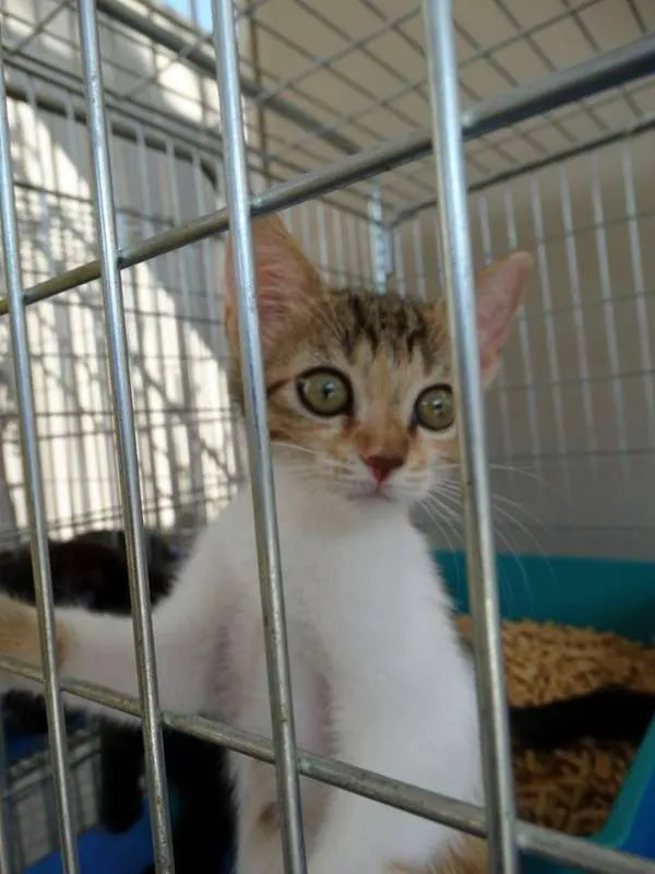 Gato ra a Srd idade 2 a 6 meses nome Penélope