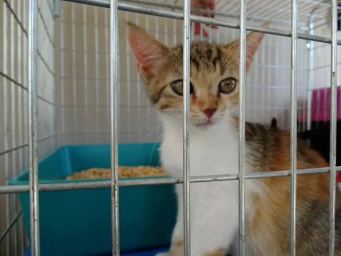 Gato ra a Srd idade 2 a 6 meses nome Penélope