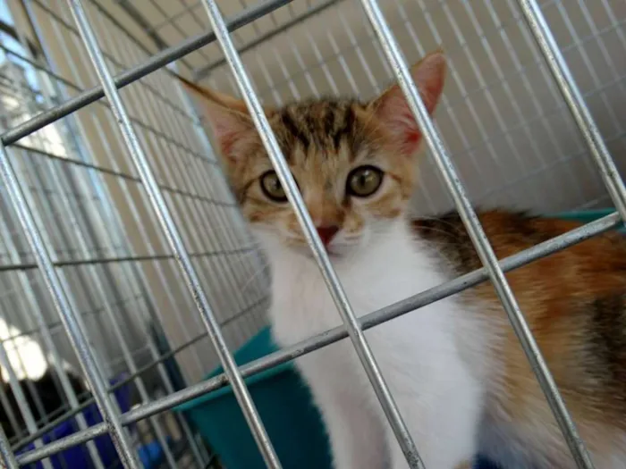 Gato ra a Srd idade 2 a 6 meses nome Penélope